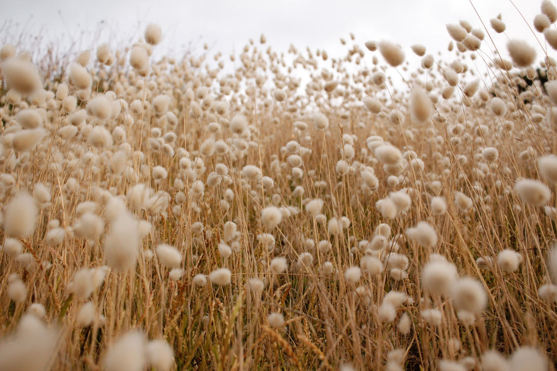 Organic Cotton: The Eco-Friendly Solution for Water Conservation
